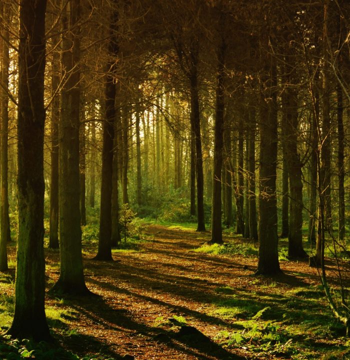 pexels-anthony-132428