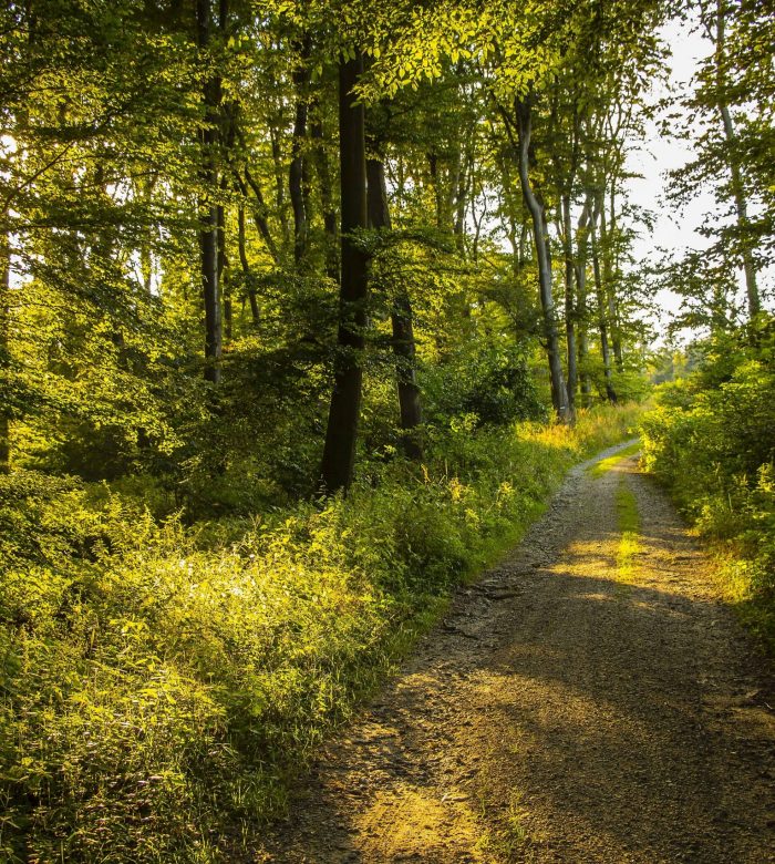 pexels-pixabay-434442